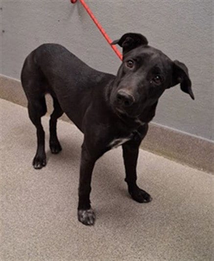 Photo of Nyx, adoptable Labrador Retriever in Las Vegas, Nevada