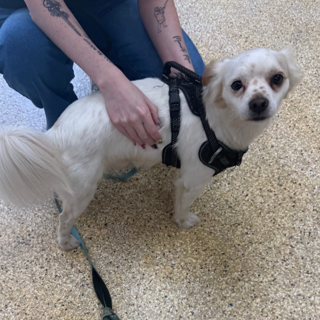 Photo of Ginger Ale, adoptable Spaniel, Cavalier King Charles / Chihuahua in Houston, Texas