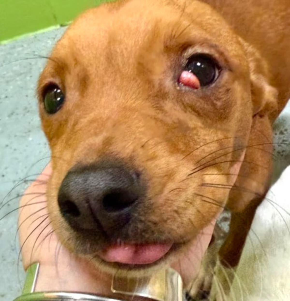 Photo of Paisley, adoptable Terrier (Unknown Type, Medium) in New Orleans, Louisiana