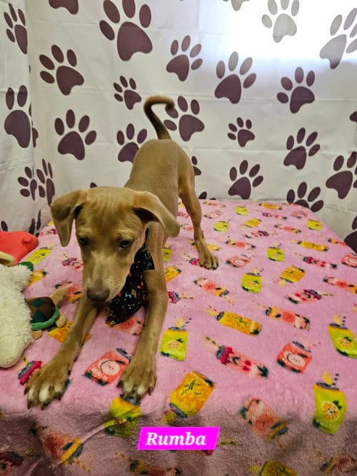 Photo of Rumba, adoptable Rat Terrier in Metairie, Louisiana
