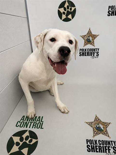 Photo of Ivy, adoptable Bulldog in Winter Haven, Florida
