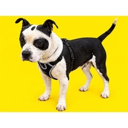 Photo of Morphy, adoptable Terrier (Unknown Type, Medium) in Doral, Florida