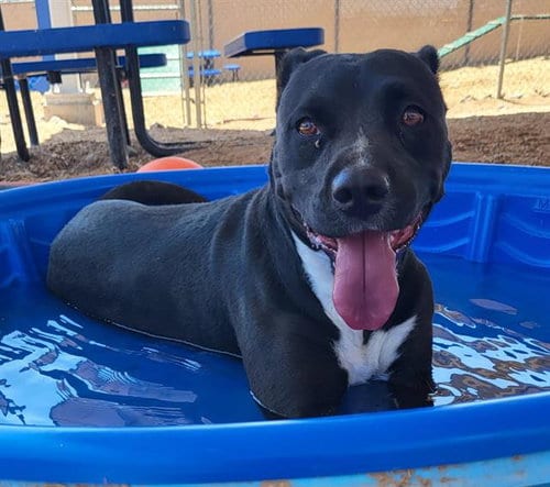 Photo of Athena, adoptable American Pit Bull Terrier in Albuquerque, New Mexico
