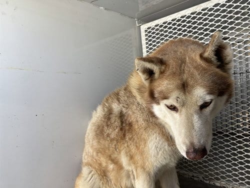 Photo of Wolf Man, adoptable Husky in Bakersfield, California