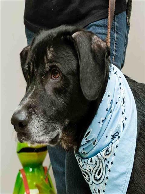 Photo of Chester, adoptable Labrador Retriever in Sanford, Florida