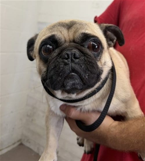 Photo of Bruce, adoptable Pug in San Bernardino, California