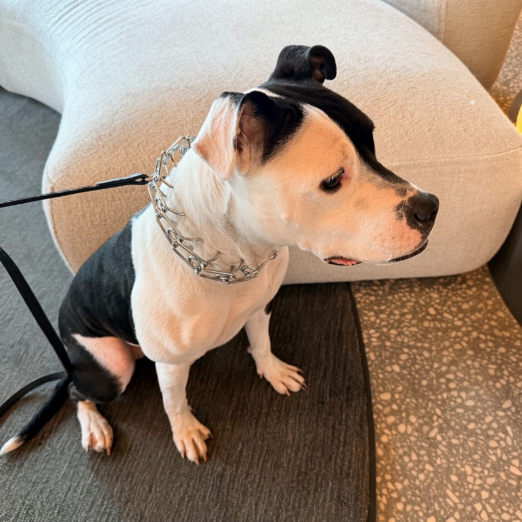 Photo of Princess Serena, adoptable Terrier, American Staffordshire / Mixed Breed (Medium) in Whitestone, New York