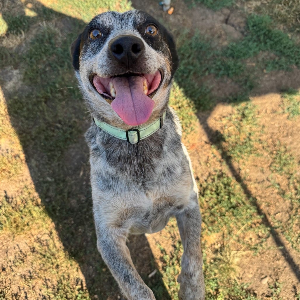 Photo of Trooper, adoptable Mixed Breed (Large) in Medford, Oregon