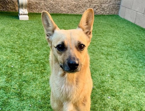 Photo of Sprinkles, adoptable Chihuahua in Moreno Valley, California