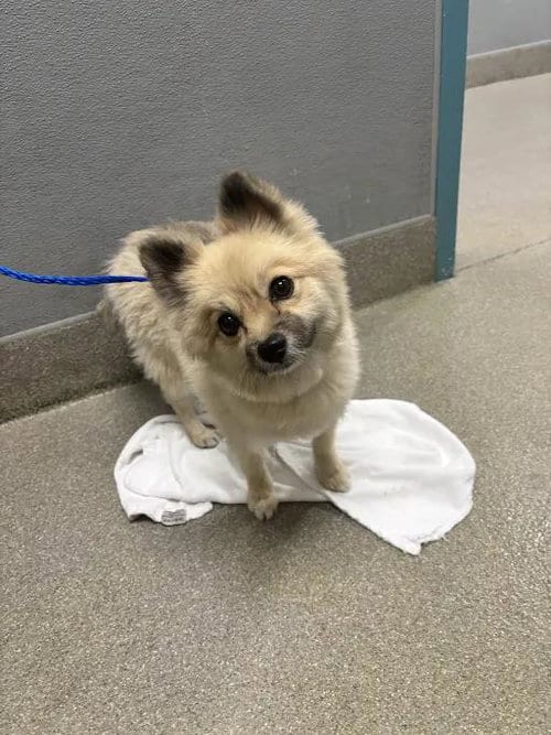 Photo of Marzipan, adoptable Pomeranian in Las Vegas, Nevada