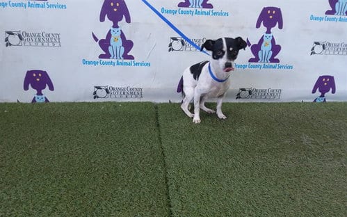 Photo of Brownie, adoptable Chihuahua in Orlando, Florida