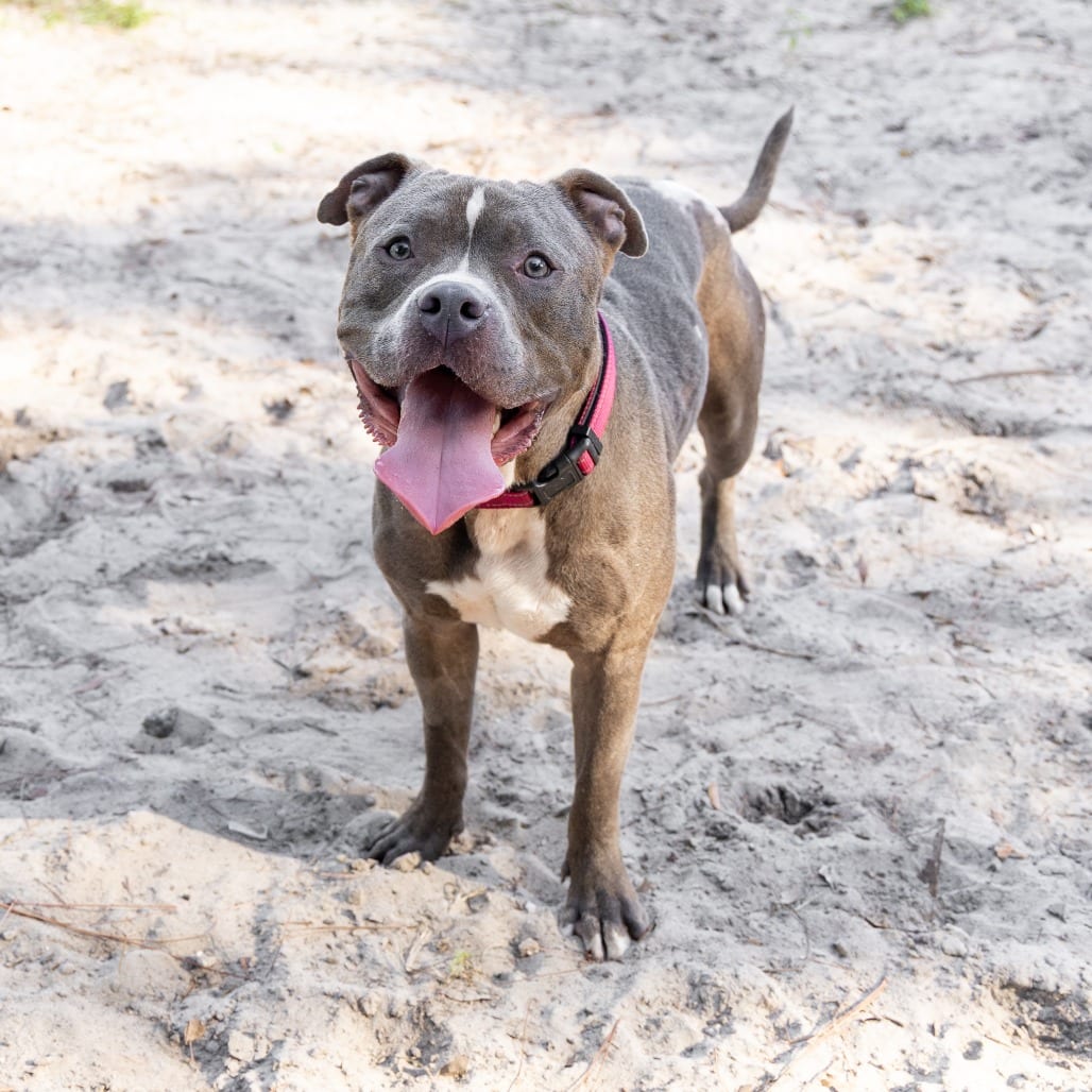 Photo of Teddy, adoptable Mixed Breed (Large) in Gainesville, Florida