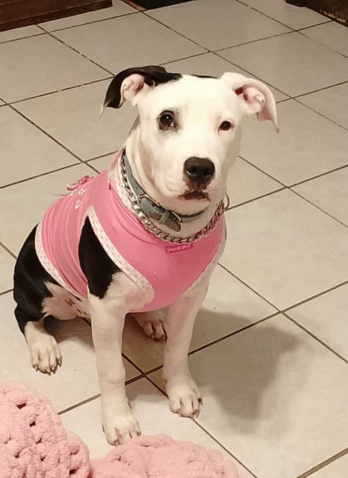 Photo of Stella D, adoptable American Pit Bull Terrier in Inglewood, California