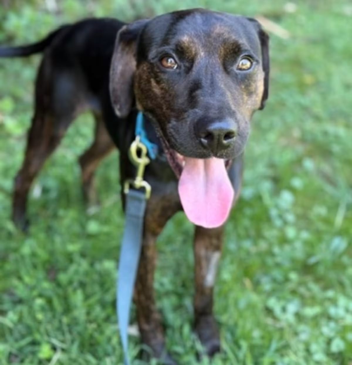 Photo of Lloyd, adoptable Plott Hound in Malvern, Pennsylvania