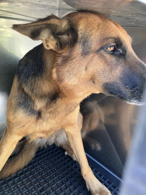 Photo of Sally, adoptable German Shepherd Dog in Dallas, Texas