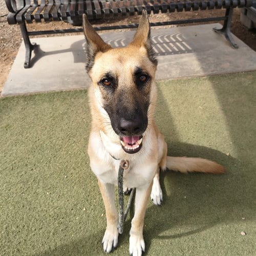 Photo of Sweetheart, adoptable Belgian Shepherd Malinois in Phoenix, Arizona