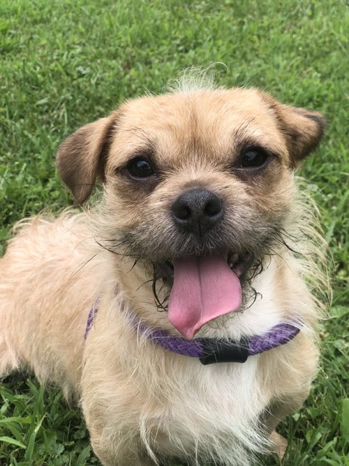 Photo of Sabastian, adoptable Terrier in Elkins, West Virginia