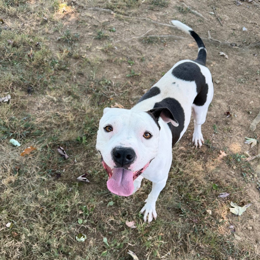 Photo of Brody, adoptable Mixed Breed (Medium) in Chattanooga, Tennessee