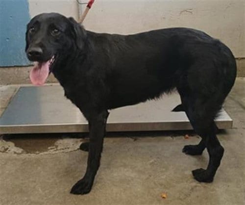 Photo of A888698, adoptable Labrador Retriever in Camarillo, California