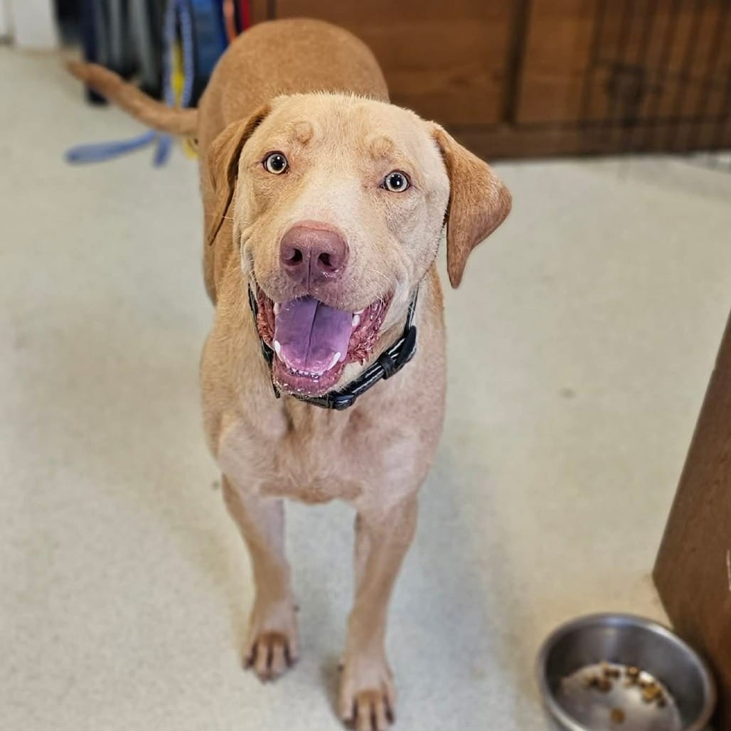 Photo of Mingo, adoptable Retriever, Yellow Labrador / Mix in Oklahoma-based; Northeast placements, Oklahoma