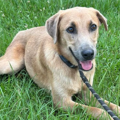 Photo of Tullen, adoptable Labrador Retriever in Mobile, Alabama