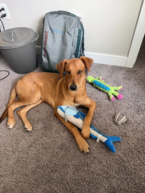Photo of Georgia Peach, adoptable Labrador Retriever in Salt Lake City, Utah