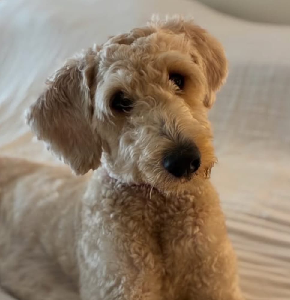 Photo of Wally, adoptable Poodle (Standard) in Brooklyn, New York