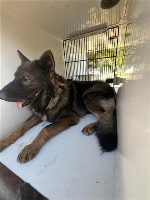 Photo of Senior German Shepherd Dog and Belgian Malinois, adoptable German Shepherd Dog and Belgian Malinois in Houston, Texas
