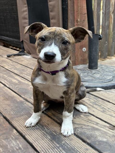 Photo of Krystal, adoptable Pit Bull Terrier in Santa Cruz, California
