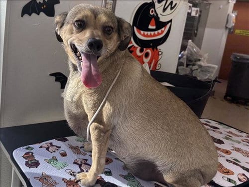 Photo of Toro, adoptable Chihuahua in San Pedro, California