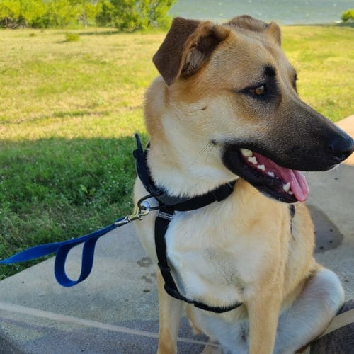 Photo of Tony, adoptable German Shepherd Dog in Dallas, Texas