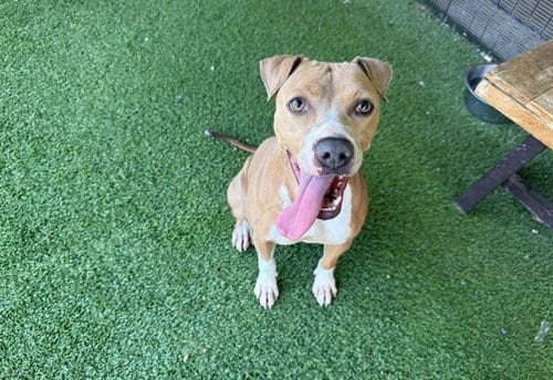 Photo of Layla, adoptable Pit Bull Terrier in Garland, Texas
