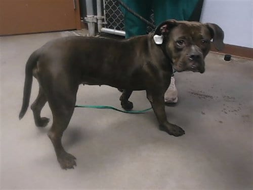 Photo of Olympia, adoptable Bulldog in Phoenix, Arizona