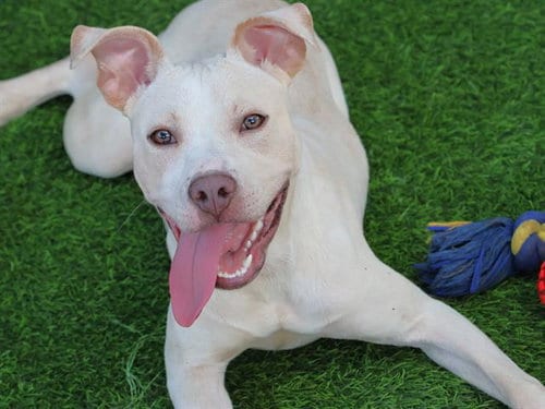 Photo of Pure, adoptable Labrador Retriever in Tallahassee, Florida