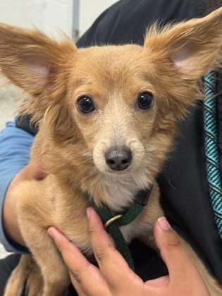 Photo of Chicken Nugs, adoptable dog in Baltimore, Maryland