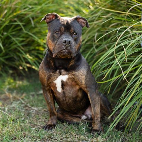 Photo of Whiskey, adoptable Pit Bull Terrier in Camarillo, California