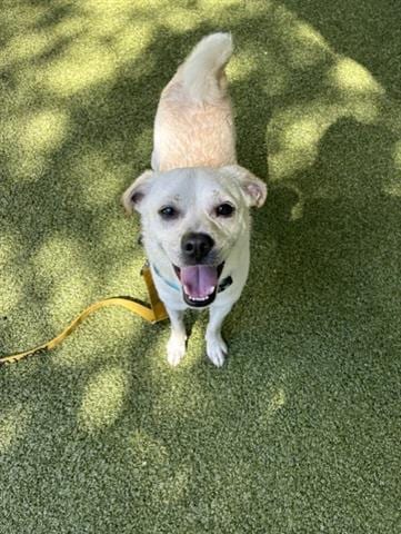 Photo of Kyle, adoptable Pug in San Martin, California