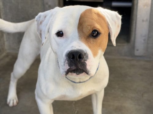 Photo of Spot, adoptable Pit Bull Terrier in Los Angeles, California
