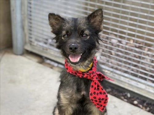 Photo of Alfie, adoptable Pomeranian in San Pedro, California