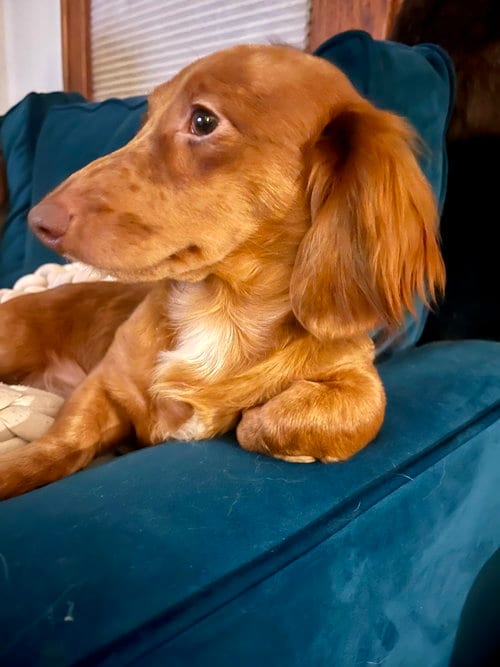 Photo of Modist, adoptable Dachshund in St. Louis Park, Minnesota