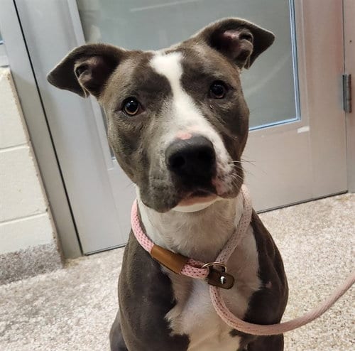 Photo of Azela, adoptable Pit Bull Terrier in Pueblo, Colorado