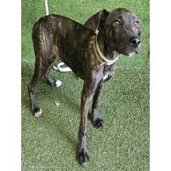 Photo of Layla, adoptable Dutch Shepherd in Lancaster, California