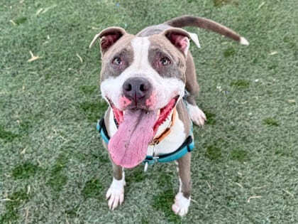 Photo of Peggy, adoptable dog in Georgetown, Texas