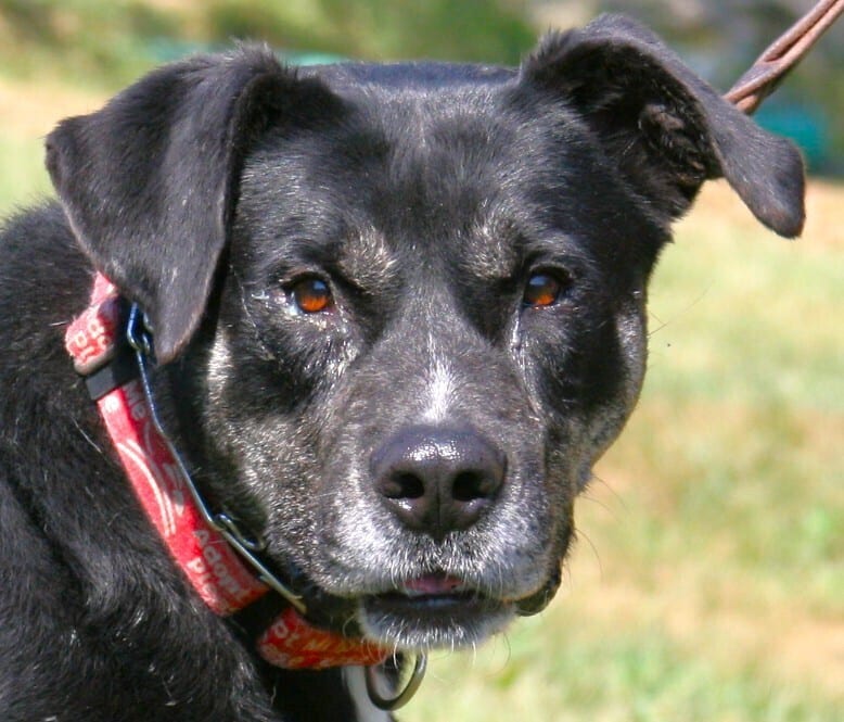 Photo of Boomie, adoptable Labrador Retriever in Linton, Indiana