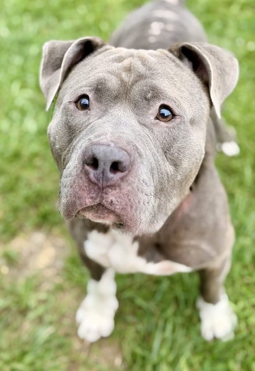 Photo of Blue, adoptable Pit Bull Terrier in Manahawkin, New Jersey