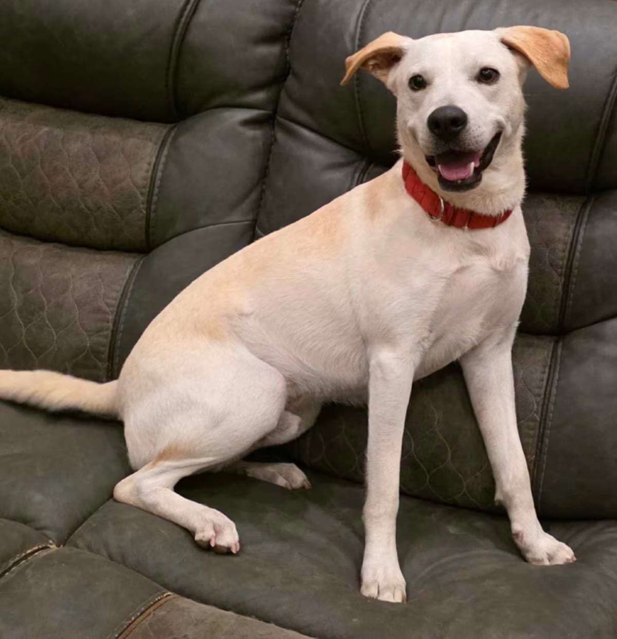 Photo of Ziggy, adoptable Labrador Retriever in Pittsburgh, Pennsylvania