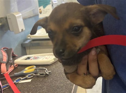 Photo of A888324, adoptable Chihuahua in Camarillo, California