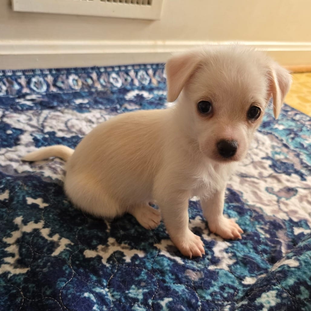 Photo of Grits, adoptable Chihuahua / Mixed Breed (Small) in Fairfax Station, Virginia