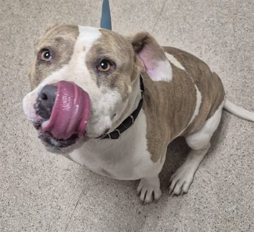 Photo of Lady Bug, adoptable Pit Bull Terrier in Bakersfield, California