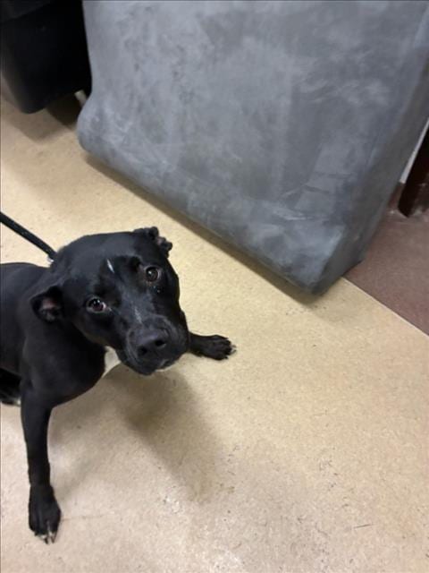 Photo of Tofu, adoptable American Pit Bull Terrier in Derwood, Maryland